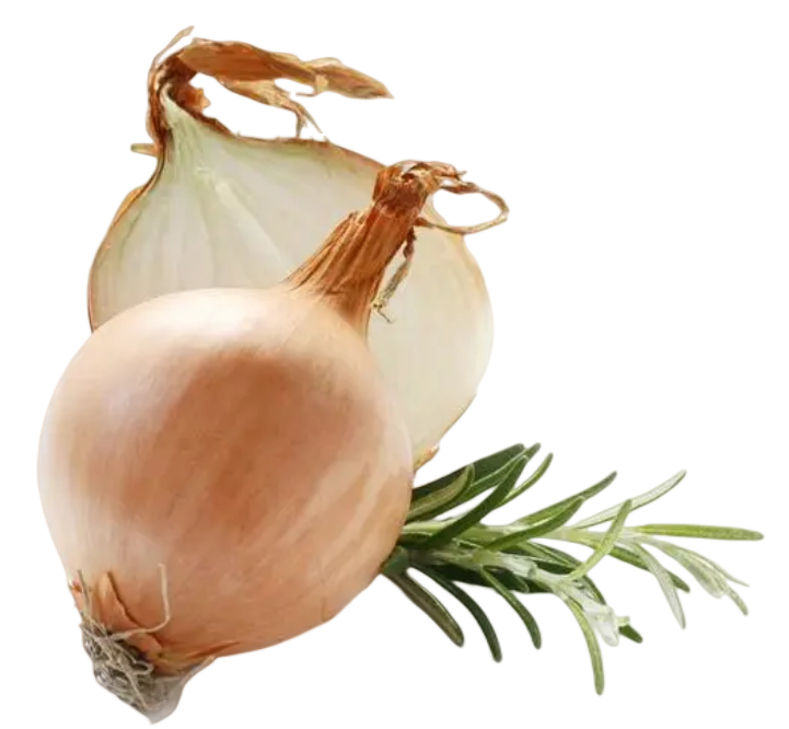白洋葱.png